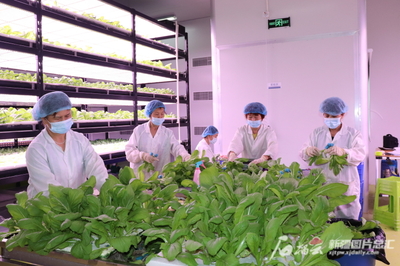 新疆防疫生產(chǎn)兩不誤,優(yōu)化供給保民生