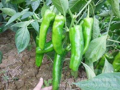國農601超大泡椒種子 高產優(yōu)質辣椒種植新選擇